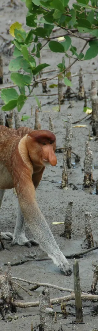 Bako Nationalpark